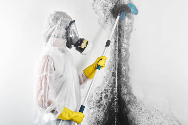 Best Mold Odor Removal Services  in , IN